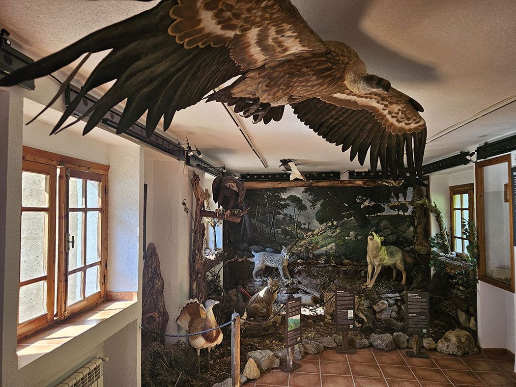 Exposición del Museo Frondosa Naturaleza