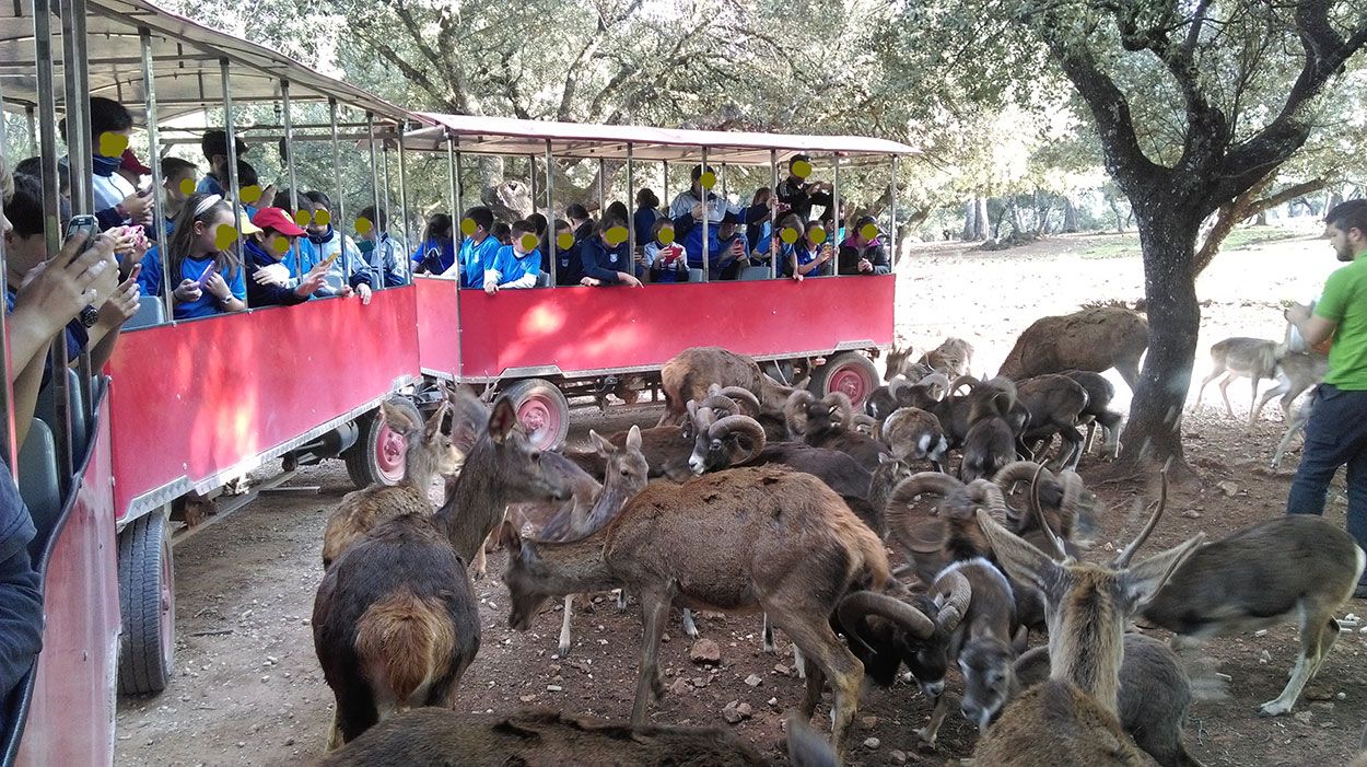 Ciervos en el Parque de Fauna Silvestre de Cazorla